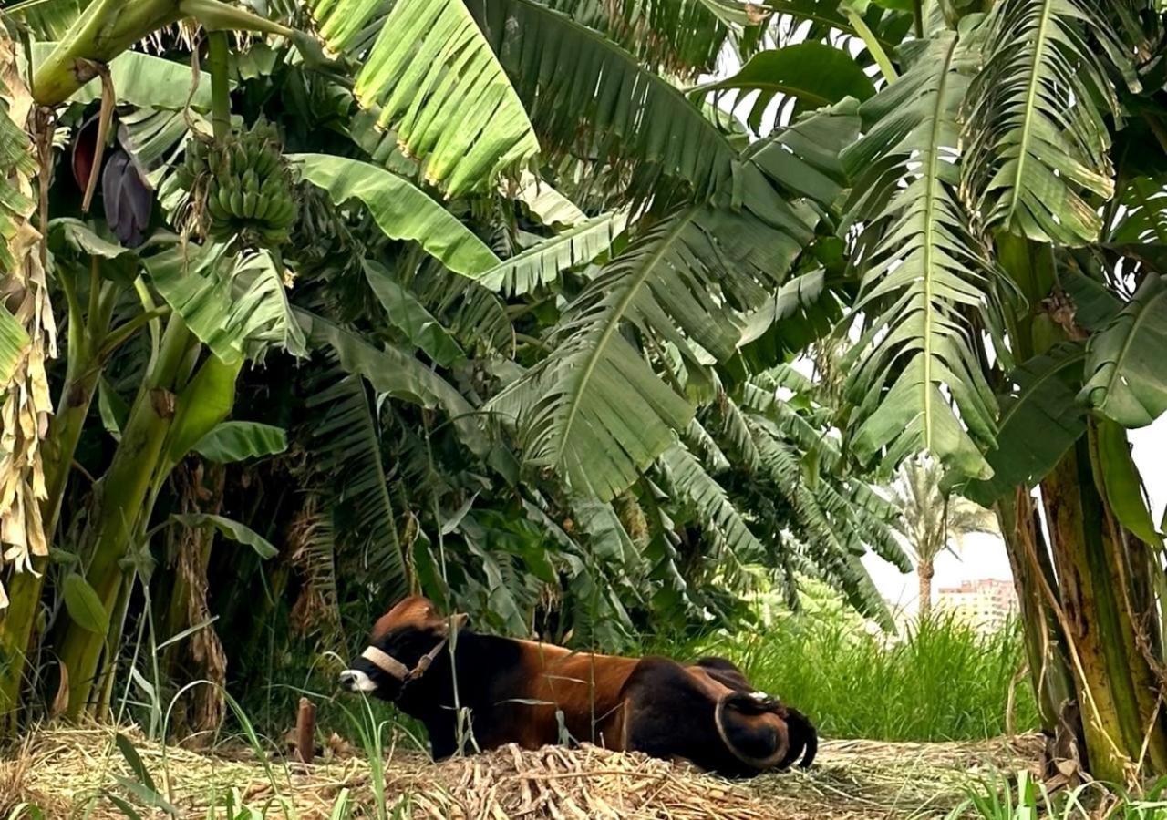 Il Campo Boutique Ecolodge El Hawamdeya Kültér fotó